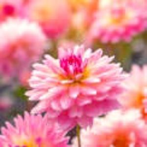 Meet your Posher, Jasmine